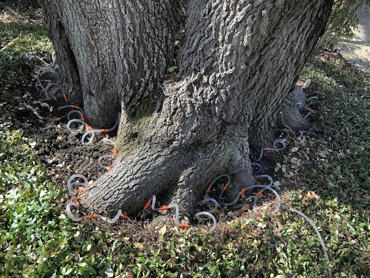 Detailed Tree Cabling and Bracing job site in Ratliff City