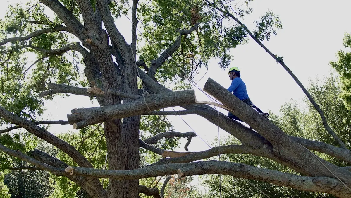 Professional Crown Thinning performed by certified arborists in Ratliff City