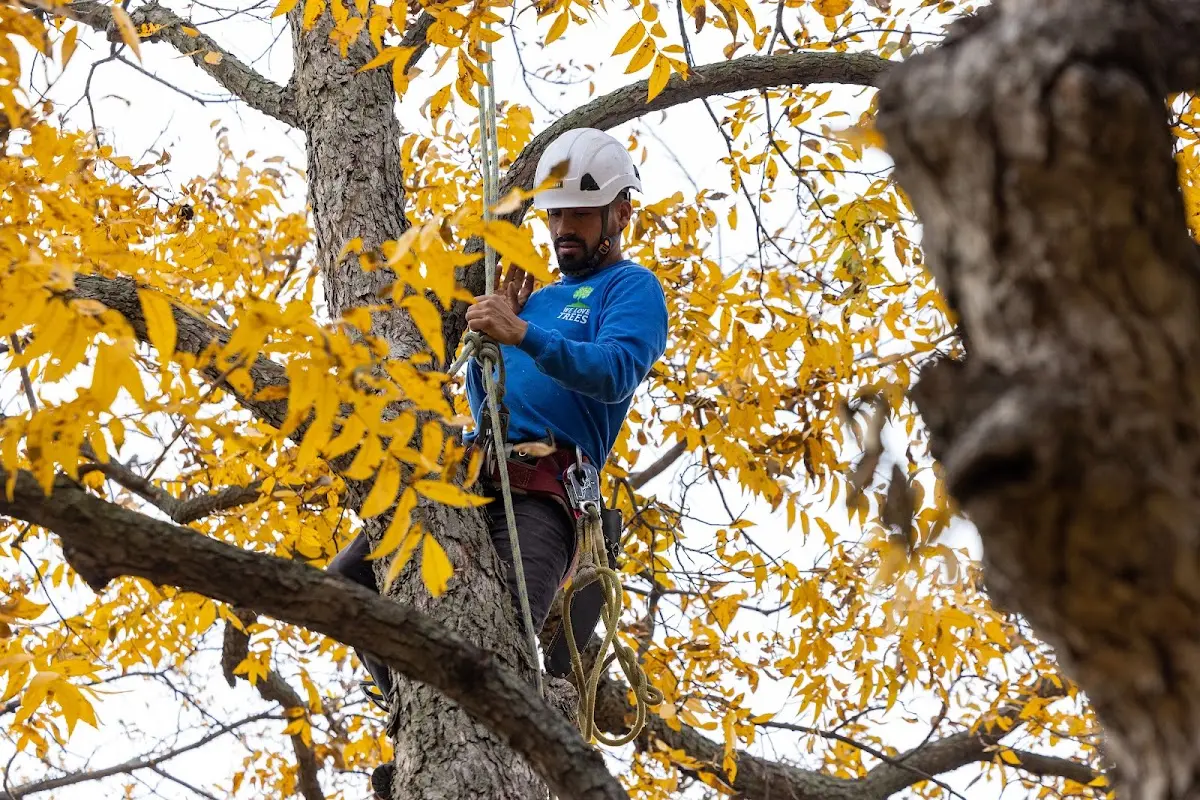 Skilled Tree Pruning crew working in Ratliff City
