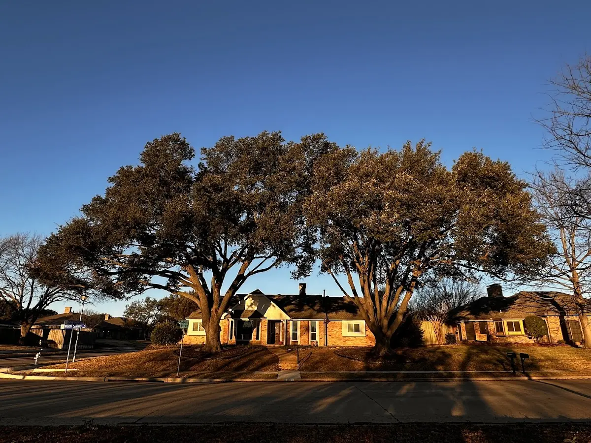 Established residential canopy tree shading a home in Ratliff City