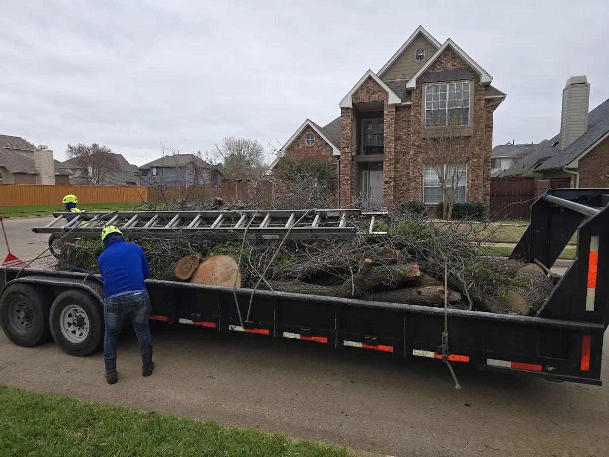 Expert Tree Removal with proper safety equipment in Ratliff City